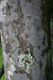 Image result for Diospyros dichrophylla