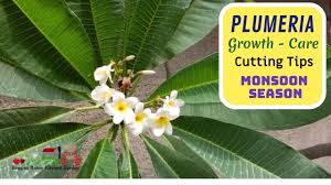 We did not find results for: Plumeria Healthy Growth And Cutting Tips Champa Plant Cuttings In Monsoon Gulcheen Flowers Youtube