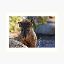 Wild Boar Head Gifts Merchandise Redbubble