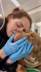 common things that stress dogs