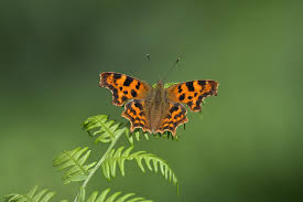 Image result for Polygonia c-album