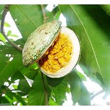 Image result for Voacanga africana