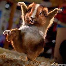 Funny animal picture quotes for facebook image quotes at. Funny Animals Posts Facebook