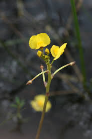 Image result for Utricularia gibba