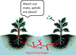 Sexual reproduction produces offspring by the fusion of gametes, resulting in offspring genetically different from the parent or parents. How Does The Plant Mate How Do Plants Reproduce