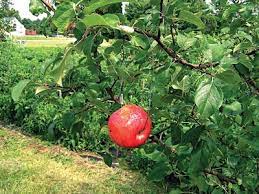 William holds the two highest qualifications attainable in the pest control industry and has been working in pest control for nearly. Trapping Orchard Pests Maine Organic Farmers And Gardeners