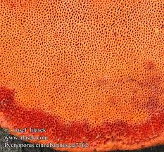 Image result for Pycnobotrya