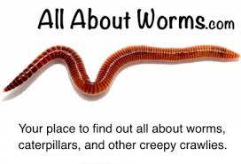 Ingesting baking soda can be hazardous to your pets. Cream Colored Worms Appear In This Woman S Trailer Two Years In A Row All About Worms