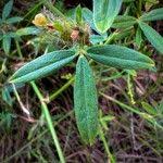 Image result for Stylosanthes guianensis