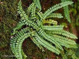 Image result for Asplenium