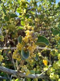 Image result for Anthospermum ammannioides