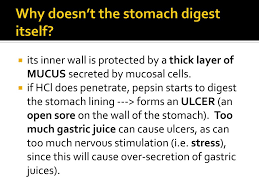 Partial digestion of the food takes place here. Digestive System Chapter Ppt Download