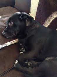 Beagle Lab Mix Puppy Black And White My Abby Sue She S A Lab Jack Russell Mix She S Almost 9 Months Old Lab Mix Puppies Boxador Puppies Cute Dogs And Puppies