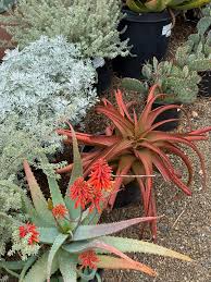 Image result for Aloe pienaarii