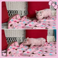 There are 219 pet pig for sale for sale on etsy, and they cost $19.93 on average. Mini Teacup Pigs For Sale Mini Teacup Pig Adoption Squeals On Wheels