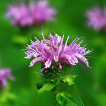 Herbal Foraging Walk and Workshop