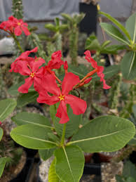 Image result for Pachycarpus firmus