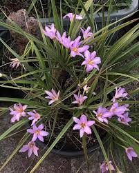 Image result for Xerophyta equisetoides