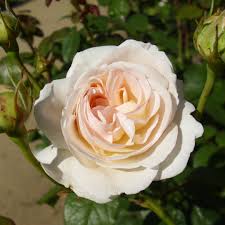 Лионс роза lions rose кордеса. R Lions Rose In Pot
