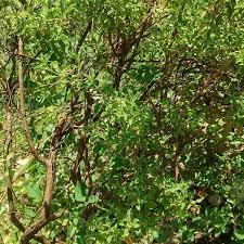 Image result for Cissus humbertii