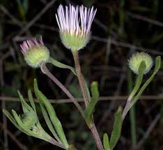 Image result for Heterotis decumbens