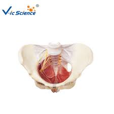 This anatomy section promotes the use of the terminologia anatomica. Female Pelvis And Pelvic Floor Muscles Anatomy Model Buy Female Pelvis Anatomy Model Pelvic Floor Muscles Model Pelvic Floor Muscles Anatomy Model Product On Alibaba Com
