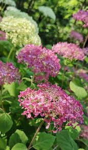 Image result for Hydrangea arborescens Pink Anabelle