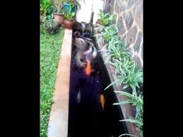 Kolam Koi Di Lahan Yang Sempit Youtube Kolam Ikan Tanaman Taman