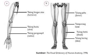 Bagian utama dari otak manusia terbagi menjadi tiga yaitu otak besar (cerebrum), otak kecil (cerebellum), dan batang otak (brainstem). Tulang Penyusun Rangka Tubuh Manusia Biologi Kelas 8