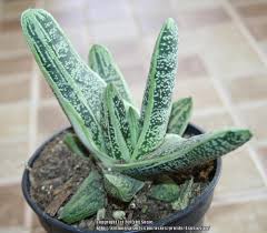 Gasteria little warty ist eine kreuzung aus gasteria batesiana und gasteria old man silver. Photo Of The Entire Plant Of Gasteria Little Warty Posted By 4susiesjoy Garden Org