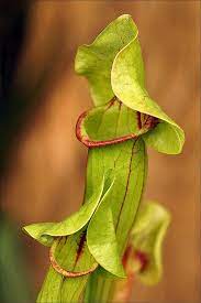 Carnivorous Pitcher Plant Sarracenia Carnivorous Plants Plants Insectivorous Plant