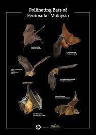 Why don't we 8 letters tour, needs to go to malaysia! Pteropus Hypomelanus Rimba