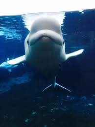 There are various marine animals living in the arctic. Beluga Whale Ocean Giants Educational Exhibition From The Underwater World
