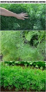 какой способ размножения используют при выращивании картофеля и лука Moj Metod Vyrashivaniya Sochnogo Ukropa Bez Zontika Ovoshnoj Ogorod Ogorodnichestvo Sadovodstvo