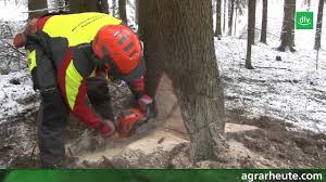 Die stützleiste fixiert den baum! Ratgeber Motorsage Teil 3 Starkholz Richtig Fallen Youtube