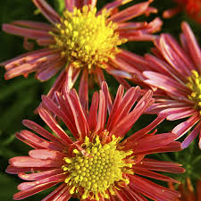 Image result for Asters `Jenny