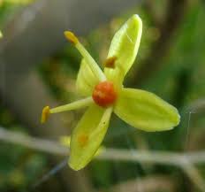 Image result for Ptaeroxylon obliquum