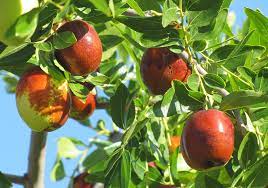 4.4 out of 5 stars 730. Jujube California Tropical Fruit Tree Nursery