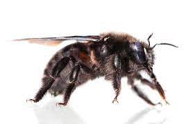 Bumble bee stinger doesn't have barbs. Big Black Bee Bumblebee Vs Carpenter Bee Best Bee Brothers