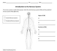 It generates, modulates and transmits information in the human body. Blank Nervous System Diagram Brain Label Together The Central Nervous System Cns And The Peripheral Nervous Systems Pns Transmit And Process Sensory Information And Coordinate Bodily Functions Joanasbsanto