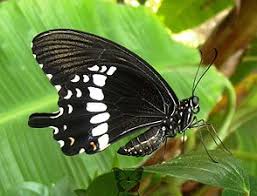 The butterflies seen in kerala are classified in five families such as papilionidae (swallow tails), pieridae (white and yellows), nymphalidae (brush footed mutterflies), lycaenidae (blues). List Of Butterflies Of Kerala Wikipedia