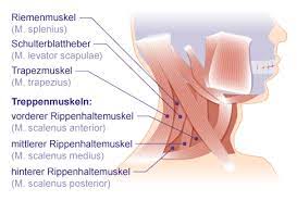 Lähmungen des musculus trapezius führen zu einem tiefstand der schulter auf der betroffenen seite. Trapezmuskel Gelenk Klinik De