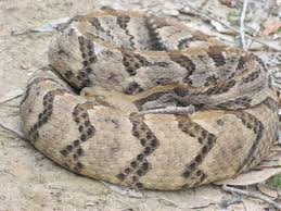 Snakes Are Plentiful This Spring In The Florida Panhandle