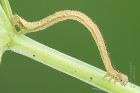 Image result for Eupithecia subumbrata