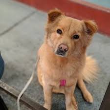 We would like to show you a description here but the site won't allow us. Cute Puppies For Adoption Near Me The Y Guide