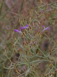 Image result for Dicliptera paniculata