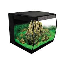 I Want To Get Ember Tetras But Have To Quarantine Them. I Have A 5 Gallon  Bucket But I Have To Filter Or Air Pump The Water So It Will Be Still.