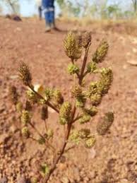 Image result for Cantinoa americana