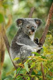 Image result for koala