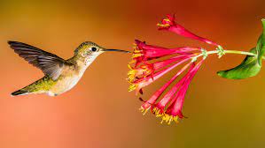 To sustain their supercharged metabolisms, hummingbirds must eat once every 10 to 15 minutes and visit between 1,000 and 2,000 flowers per day. How To Create A Hummingbird Friendly Yard Audubon